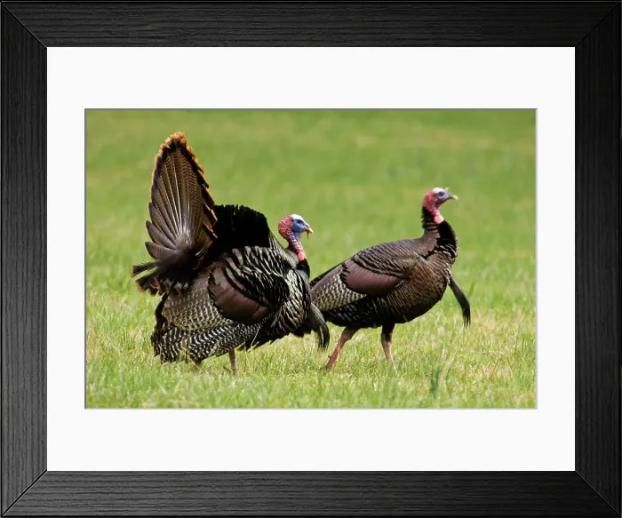 Framed Print : Wild turkey (Meleagris gallopavo), Tom displaying in meadow, Great Smoky Mountains National Park, Tennessee, USA Framed Print : Wild turkey (Meleagris gallopavo), Tom displaying in meadow, Great Smoky Mountains National Park, Tennessee, USA