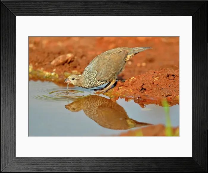 Framed Print : Scaled quail (Callipepla squamata) At the edge of a water hole, Rio Grande City, Texas, USA Framed Print : Scaled quail (Callipepla squamata) At the edge of a water hole, Rio Grande City, Texas, USA