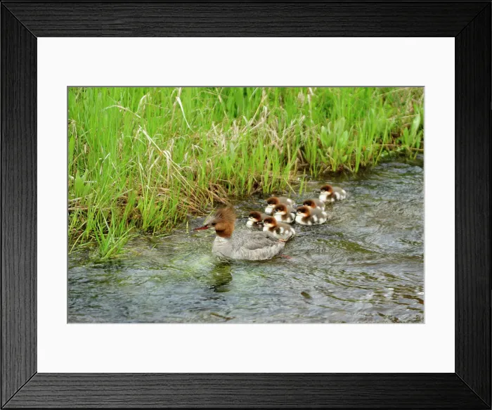 Framed Print : Common merganser (Mergus merganser) Hen and brood in Firehole River, Yellowstone NP, Wyoming, USA Framed Print : Common merganser (Mergus merganser) Hen and brood in Firehole River, Yellowstone NP, Wyoming, USA