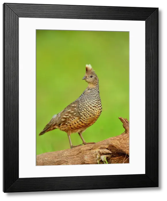 Framed Print : Scaled quail (Callipepla squamata), Rio Grande City, Texas, USA Framed Print : Scaled quail (Callipepla squamata), Rio Grande City, Texas, USA
