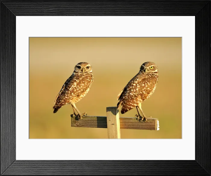 Framed Print : Burrowing owl (Athene cunicularia) Adults near nest in residential area, Cape Coral, Florida, USA Framed Print : Burrowing owl (Athene cunicularia) Adults near nest in residential area, Cape Coral, Florida, USA