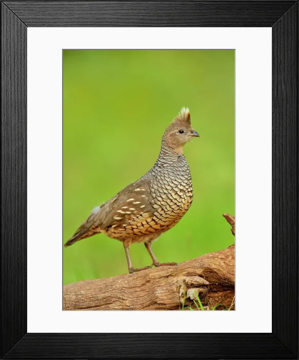 Framed Print : Scaled quail (Callipepla squamata), Rio Grande City, Texas, USA Framed Print : Scaled quail (Callipepla squamata), Rio Grande City, Texas, USA