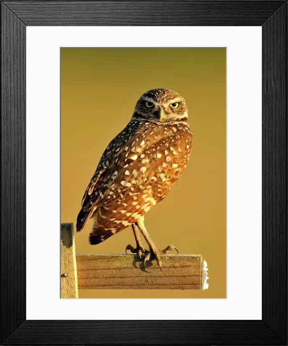 Framed Print : Burrowing owl (Athene cunicularia) Adult near nest in residential area, Cape Coral, Florida, USA Framed Print : Burrowing owl (Athene cunicularia) Adult near nest in residential area, Cape Coral, Florida, USA