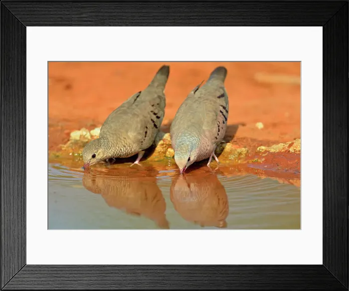Framed Print : Common Ground Dove (Columbina passerina), Rio Grande City, Texas, USA Framed Print : Common Ground Dove (Columbina passerina), Rio Grande City, Texas, USA