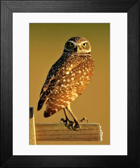 Framed Print : Burrowing owl (Athene cunicularia) Adult near nest in residential area, Cape Coral, Florida, USA Framed Print : Burrowing owl (Athene cunicularia) Adult near nest in residential area, Cape Coral, Florida, USA