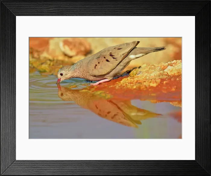 Framed Print : Common Ground Dove (Columbina passerina), Rio Grande City, Texas, USA Framed Print : Common Ground Dove (Columbina passerina), Rio Grande City, Texas, USA