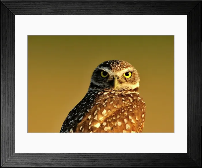 Framed Print : Burrowing owl (Athene cunicularia) Adult near nest in residential area, Cape Coral, Florida, USA Framed Print : Burrowing owl (Athene cunicularia) Adult near nest in residential area, Cape Coral, Florida, USA