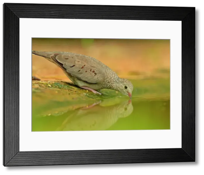 Framed Print : Common Ground Dove (Columbina passerina), Rio Grande City, Texas, USA Framed Print : Common Ground Dove (Columbina passerina), Rio Grande City, Texas, USA