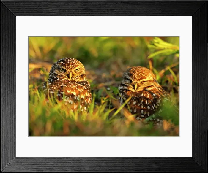 Framed Print : Burrowing owl (Athene cunicularia) Adults near nest in residential area, Cape Coral, Florida, USA Framed Print : Burrowing owl (Athene cunicularia) Adults near nest in residential area, Cape Coral, Florida, USA