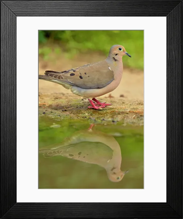 Framed Print : Mourning dove ( Zenaida macroura), Rio Grande City, Texas, USA Framed Print : Mourning dove ( Zenaida macroura), Rio Grande City, Texas, USA