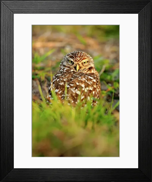 Framed Print : Burrowing owl (Athene cunicularia) Adults near nest in residential area, Cape Coral, Florida, USA