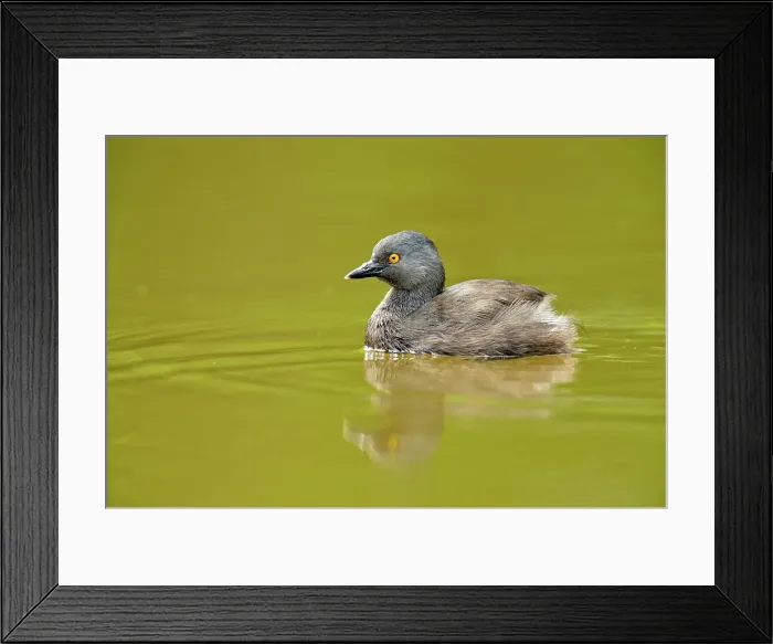 Framed Print : Least Grebe (Tachybaptus dominicus), Rio Grande City, Texas, USA Framed Print : Least Grebe (Tachybaptus dominicus), Rio Grande City, Texas, USA