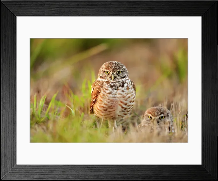 Framed Print : Burrowing owl (Athene cunicularia) Adults near nest in residential area, Cape Coral, Florida, USA Framed Print : Burrowing owl (Athene cunicularia) Adults near nest in residential area, Cape Coral, Florida, USA