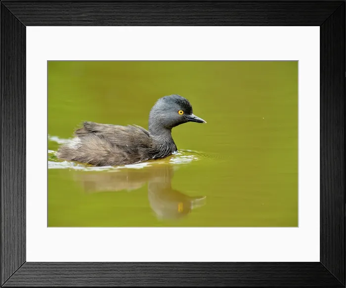 Framed Print : Least Grebe (Tachybaptus dominicus), Rio Grande City, Texas, USA Framed Print : Least Grebe (Tachybaptus dominicus), Rio Grande City, Texas, USA