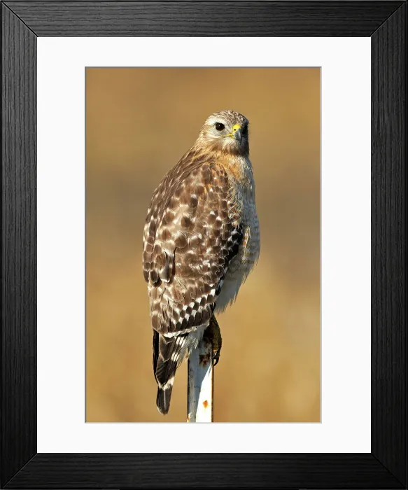 Framed Print : Red shouldered hawk (Buteo lineatus), Kissimmee Prairie Preserve State Park, Florida, USA Framed Print : Red shouldered hawk (Buteo lineatus), Kissimmee Prairie Preserve State Park, Florida, USA