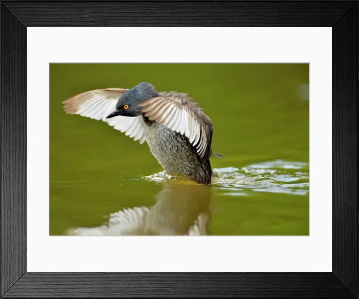 Framed Print : Least Grebe (Tachybaptus dominicus), Rio Grande City, Texas, USA Framed Print : Least Grebe (Tachybaptus dominicus), Rio Grande City, Texas, USA