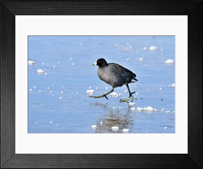 Framed Print : American coot (Fulica Americana) Walking on frozen pond, Bosque del Apache NWR, New Mexico, USA Framed Print : American coot (Fulica Americana) Walking on frozen pond, Bosque del Apache NWR, New Mexico, USA