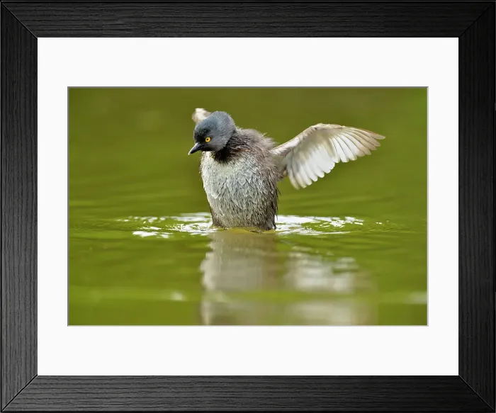 Framed Print : Least Grebe (Tachybaptus dominicus), Rio Grande City, Texas, USA