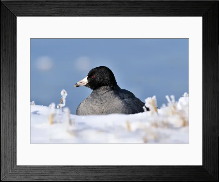 Framed Print : American coot (Fulica Americana) Resting in fresh snow near frozen pond, Bosque del Apache NWR, New Mexico, USA Framed Print : American coot (Fulica Americana) Resting in fresh snow near frozen pond, Bosque del Apache NWR, New Mexico, USA