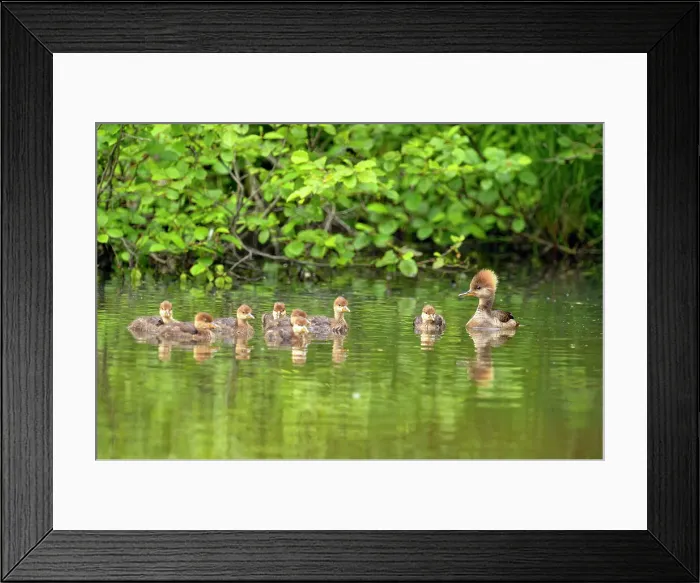Framed Print : Common merganser (Mergus merganser) Mother and ducklings, Minnesota Wildlife Connection, Sandstone, Minnesota, USA
