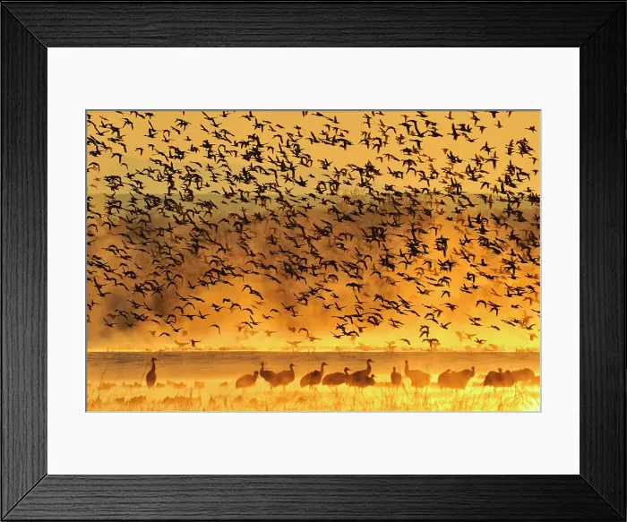 Framed Print : Flock of ducks taking flight from overnight roosting ponds at dawn, Bosque del Apache NWR, New Mexico, USA Framed Print : Flock of ducks taking flight from overnight roosting ponds at dawn, Bosque del Apache NWR, New Mexico, USA
