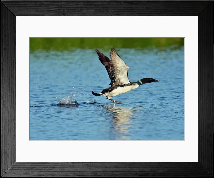 Framed Print : Common loon (Gavia immer) taking flight, Seney NWR, Seney, Michigan, USA Framed Print : Common loon (Gavia immer) taking flight, Seney NWR, Seney, Michigan, USA