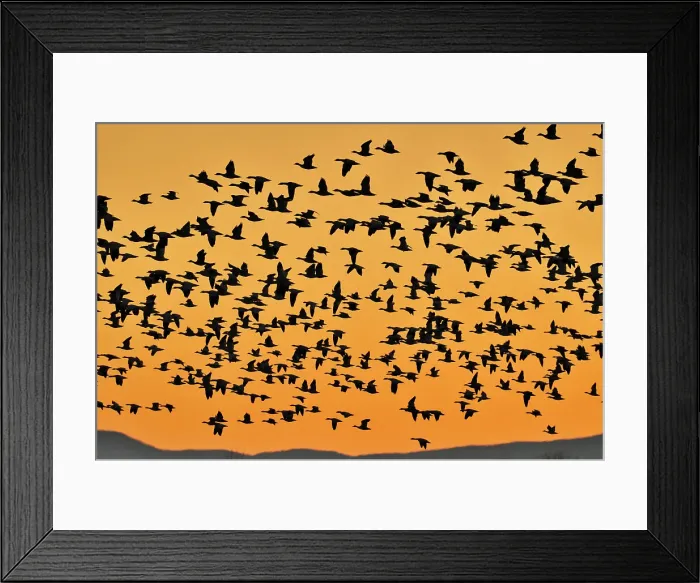 Framed Print : Flock of snow geese rising in flight from roosting ponds at dawn, Bosque del Apache NWR, New Mexico, USA Framed Print : Flock of snow geese rising in flight from roosting ponds at dawn, Bosque del Apache NWR, New Mexico, USA