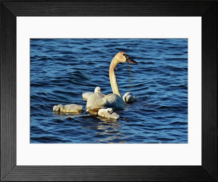 Framed Print : Trumpeter swan (Cygnus buccinator) Adults feeding in pond with young, Seney NWR, Seney, Michigan, USA Framed Print : Trumpeter swan (Cygnus buccinator) Adults feeding in pond with young, Seney NWR, Seney, Michigan, USA