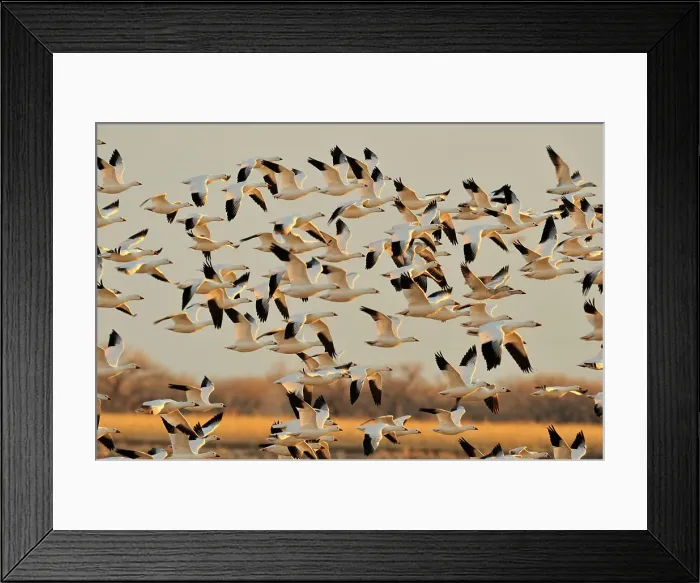 Framed Print : Snow Goose (Chen caerulescens) Flocks in flight over grain fields, Ladds Gordon Management area, Bernardo, New Mexico, USA Framed Print : Snow Goose (Chen caerulescens) Flocks in flight over grain fields, Ladds Gordon Management area, Bernardo, New Mexico, USA