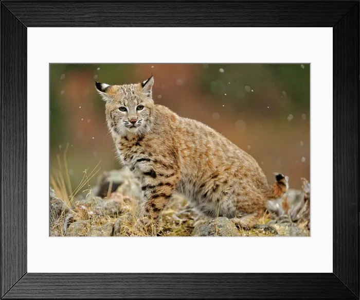 Framed Print : Bobcat (Lynx rufus) Captive raised, Bozeman, Montana, USA Framed Print : Bobcat (Lynx rufus) Captive raised, Bozeman, Montana, USA