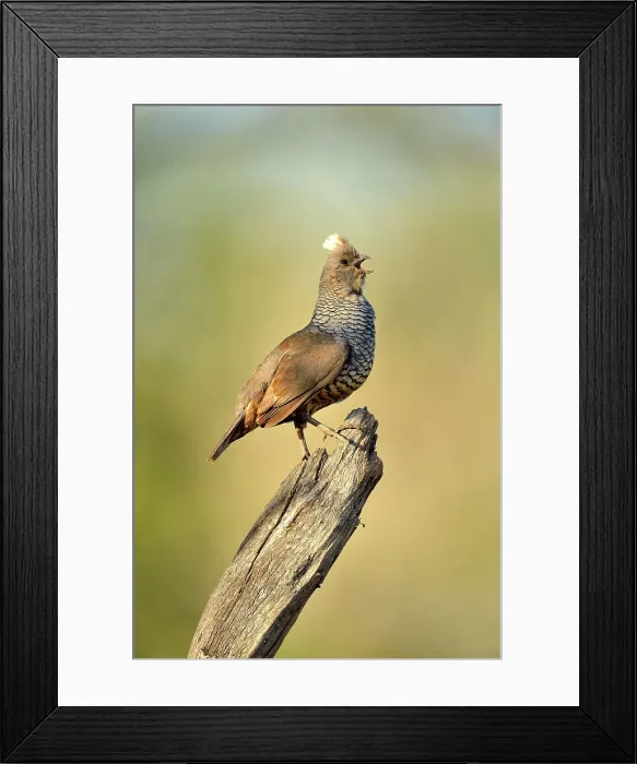 Framed Print : Scaled Quail (Callipepla squamata), Rio Grande City, Texas, USA Framed Print : Scaled Quail (Callipepla squamata), Rio Grande City, Texas, USA