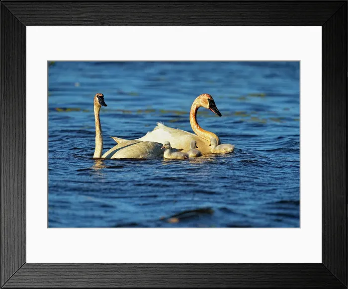 Framed Print : Trumpeter swan (Cygnus buccinator) Adults feeding in pond with young, Seney NWR, Seney, Michigan, USA Framed Print : Trumpeter swan (Cygnus buccinator) Adults feeding in pond with young, Seney NWR, Seney, Michigan, USA
