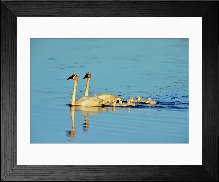 Framed Print : Trumpeter swan (Cygnus buccinator) Adults feeding in pond with young, Seney NWR, Seney, Michigan, USA Framed Print : Trumpeter swan (Cygnus buccinator) Adults feeding in pond with young, Seney NWR, Seney, Michigan, USA