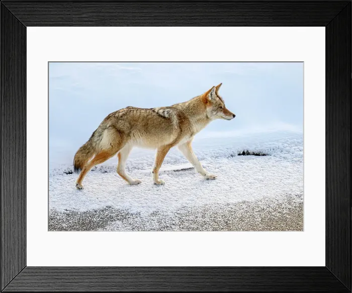 Framed Print : Coyote (Canis latrans), Yellowstone National Park, Wyoming, USA Framed Print : Coyote (Canis latrans), Yellowstone National Park, Wyoming, USA