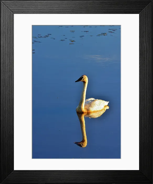 Framed Print : Trumpeter swan in wetland pond, Seney NWR, Seney, Michigan, USA Framed Print : Trumpeter swan in wetland pond, Seney NWR, Seney, Michigan, USA