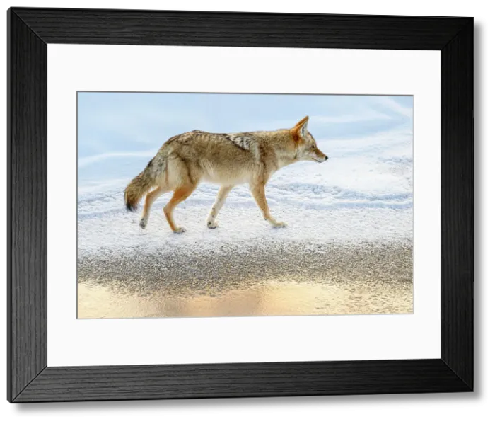Framed Print : Coyote (Canis latrans), Yellowstone National Park, Wyoming, USA Framed Print : Coyote (Canis latrans), Yellowstone National Park, Wyoming, USA