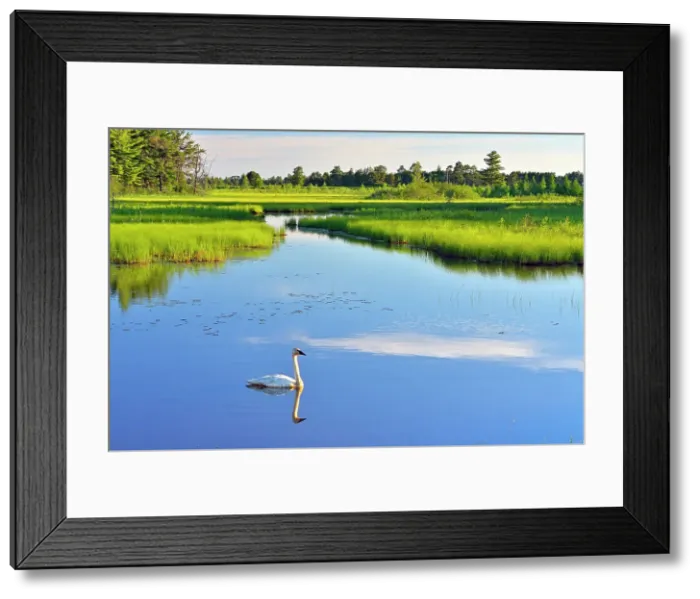 Framed Print : Trumpeter swan in wetland pond, Seney NWR, Seney, Michigan, USA Framed Print : Trumpeter swan in wetland pond, Seney NWR, Seney, Michigan, USA