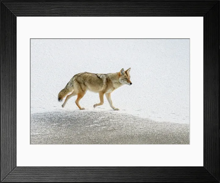 Framed Print : Coyote (Canis latrans), Yellowstone National Park, Wyoming, USA