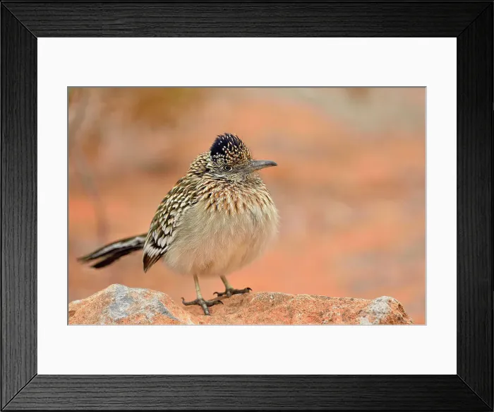 Framed Print : Greater roadrunner, hunting, Valley of Fire State Park, Nevada, USA