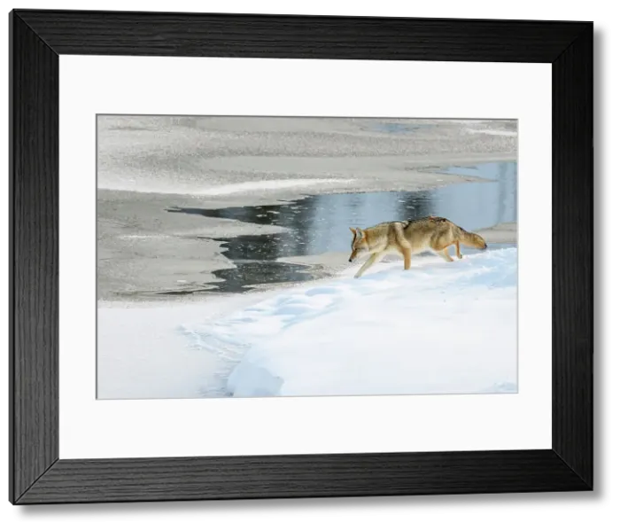Framed Print : Coyote (Canis latrans), Yellowstone National Park, Wyoming, USA Framed Print : Coyote (Canis latrans), Yellowstone National Park, Wyoming, USA