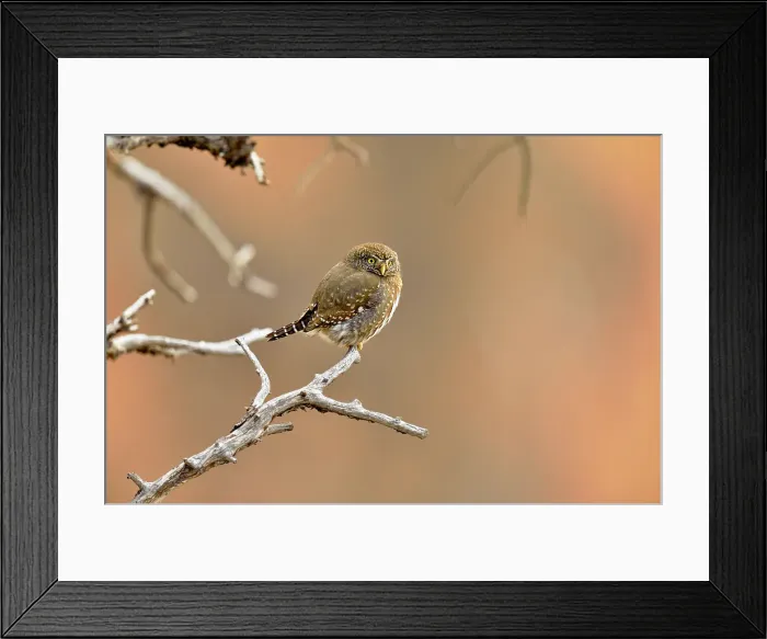 Framed Print : Northern pygmy owl (Glaucidium gnoma), perched in a tree, hunting, Grand Canyon National Park, Arizona, USA Framed Print : Northern pygmy owl (Glaucidium gnoma), perched in a tree, hunting, Grand Canyon National Park, Arizona, USA