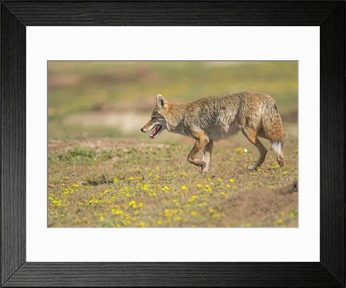 Framed Print : Coyote (Canis latrans) Hunting in a prairie dog colony, Theodore Roosevelt NP (South Unit), North Dakota, USA Framed Print : Coyote (Canis latrans) Hunting in a prairie dog colony, Theodore Roosevelt NP (South Unit), North Dakota, USA