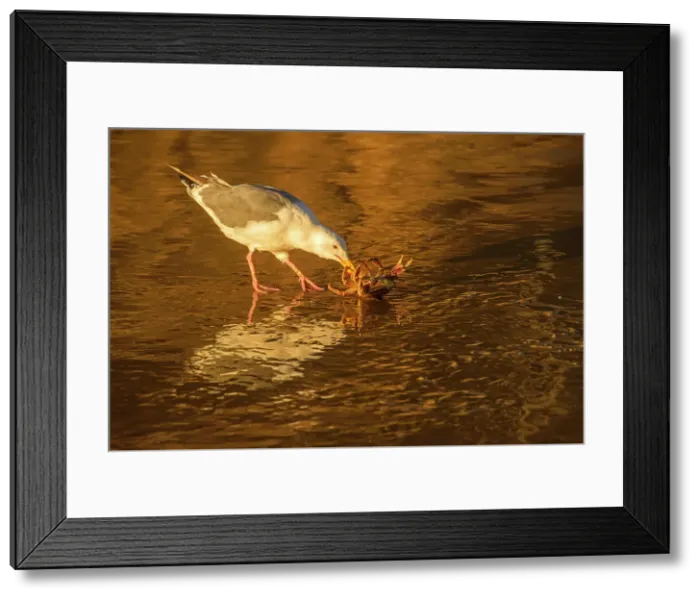 Framed Print : Pacific gull killing and eating a crab, Hug Point State Scenic Area, Oregon, USA
