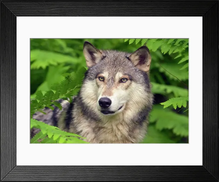Framed Print : Gray / grey / timber wolf (Canis lupus)- captive raised adult, Minnesota Wildlife Connection, Sandstone, Minnesota, USA Framed Print : Gray / grey / timber wolf (Canis lupus)- captive raised adult, Minnesota Wildlife Connection, Sandstone, Minnesota, USA