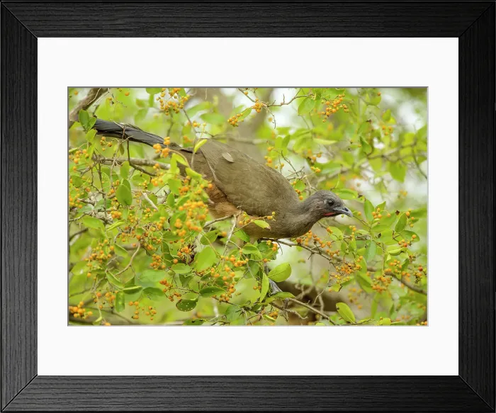 Framed Print : Plain chachalaca (Ortalis vetula), Quinta Mazatlan, McAllen, Texas, USA Framed Print : Plain chachalaca (Ortalis vetula), Quinta Mazatlan, McAllen, Texas, USA