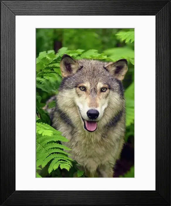 Framed Print : Gray / grey / timber wolf (Canis lupus)- captive raised adult, Minnesota Wildlife Connection, Sandstone, Minnesota, USA Framed Print : Gray / grey / timber wolf (Canis lupus)- captive raised adult, Minnesota Wildlife Connection, Sandstone, Minnesota, USA