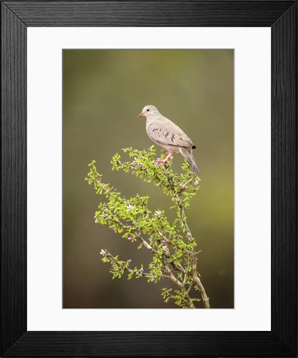 Framed Print : Common Ground Dove (Columbina passerina), Santa Clara Ranch, Starr County, Texas, USA Framed Print : Common Ground Dove (Columbina passerina), Santa Clara Ranch, Starr County, Texas, USA