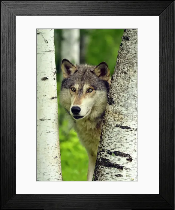 Framed Print : Gray / grey / timber wolf (Canis lupus)- captive raised adult, Minnesota Wildlife Connection, Sandstone, Minnesota, USA