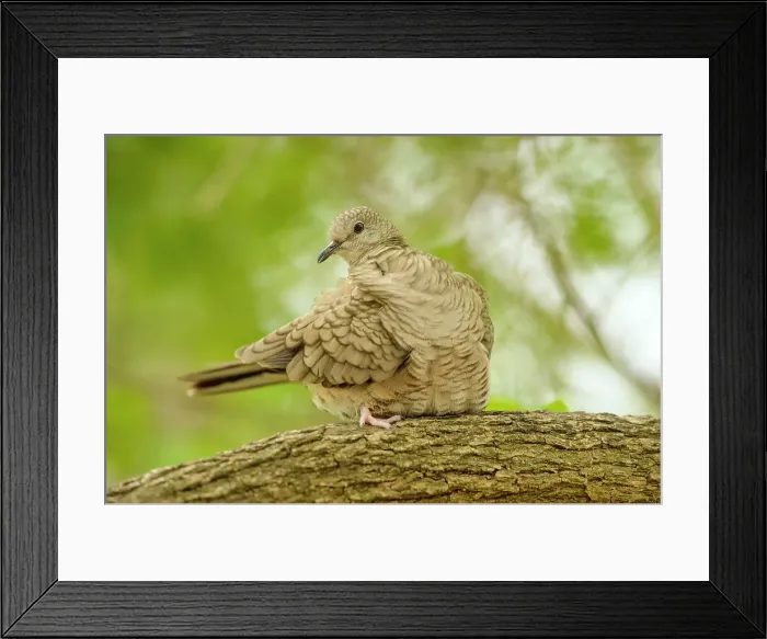 Framed Print : Inca dove or Mexican dove (Columbina inca), Quinta Mazatlan, McAllen, Texas, USA