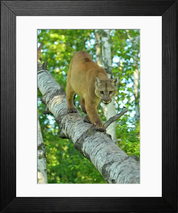 Framed Print : Mountain lion / Cougar / Puma (Felis concolor)- captive raised, Minnesota wildlife Connection, Sandstone, Minnesota, USA